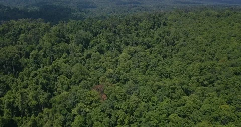 Flying by drone over trees at national park in Thailand Khao Yai Video stock 111301982