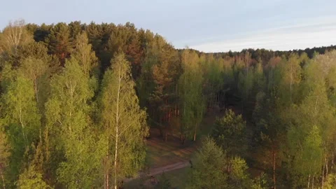 Flying on a drone over the treetops. Beautiful forest. Video stock 131077357