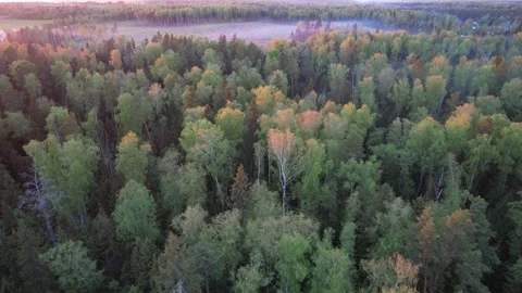Flying a drone over the treetops in the forest in autumn at sunset. View from Video stock 285521184