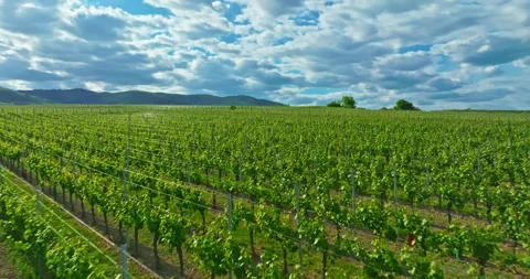 Flying a drone over the vineyards of Frances Alsace region 動画素材 316819409