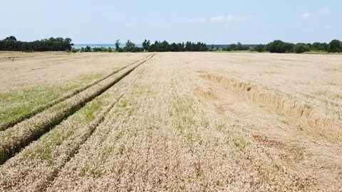 Flying a drone over a wheat field Stock Footage 157861020