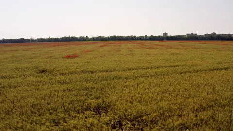 Flying drone over wheat field with poppy flowers. Natural light. Stock Footage 160141590