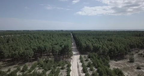 Flying a drone over the wild pine forests on the island Stock Footage 117991497