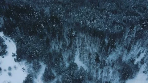 Flying a drone over a winter forest Video stock 169344567