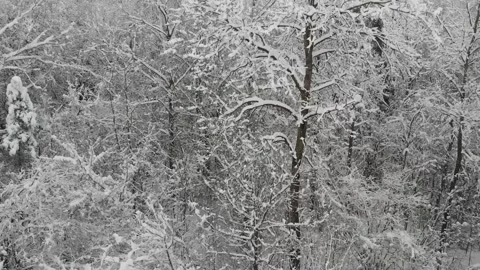 Flying a drone over the winter forest. Winter evergreen forest. Stock Footage 232705876