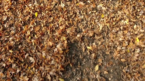 Flying a drone over withered leaves, leaves are flying Stock Footage 267402346