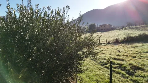 Flying drone passing along the olive tree growing on plantation on Italian Video stock 317101437