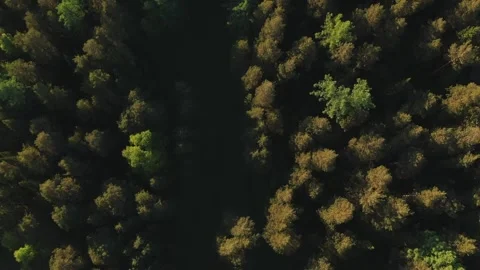 Flying a drone in the setting sun over the forest 動画素材 156715701