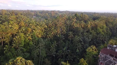 Flying with Drone at Sunset over Trees on island Bali - Indonesia Video stock 124908715