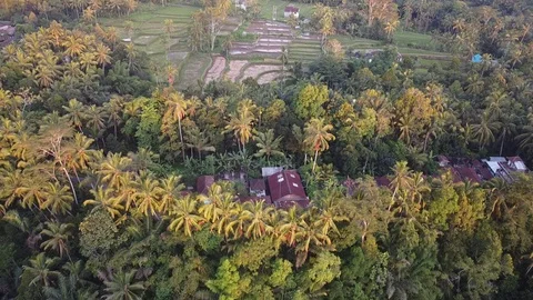 Flying with Drone at Sunset over Trees on island Bali - Indonesia Stock Footage 124908776