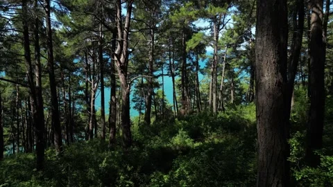 Flying a drone through a beautiful pine forest on the background of the sea Stock Footage 249171523