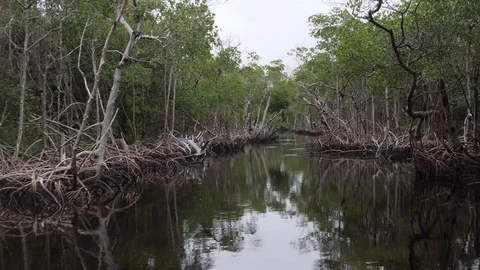 Flying a drone through largest mangrove forest in America - Everglades Video stock 122332726