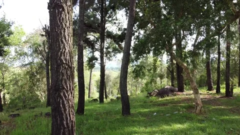 Flying Drone Through Trees Stock Footage 169131556