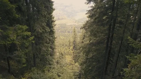 Flying on drone through the wild forest in carpathian mountains Stock Footage 83087835
