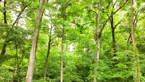 Flying a drone through the woods with green trees, branches, and leaves during a Stock Footage 313096867