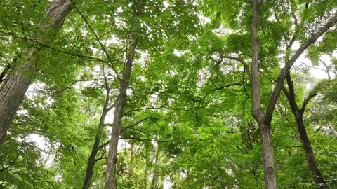 Flying a drone through the woods with green trees, branches, and leaves during a Stock-Footage 313097054