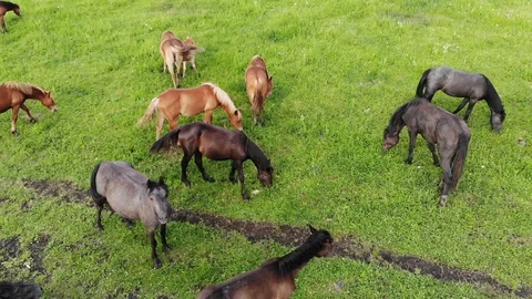 Flying with a drone on top of a field with grazing horses. Aerial video of Stock Footage 122269222