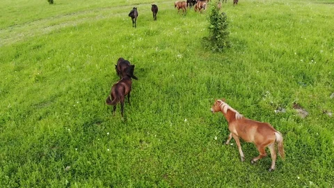 Flying with a drone on top of a field with grazing horses in Altay Stock Footage 122269244