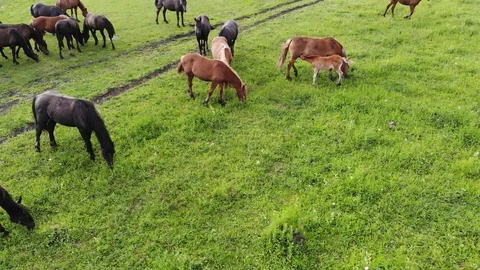 Flying with a drone on top of a field with grazing horses. Aerial video of Stock Footage 122269250