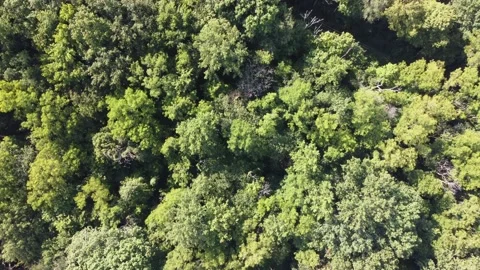 Flying drone vertical over trees in state park forest Stock Footage 159676520