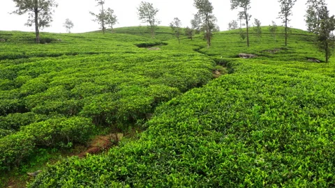 Flying  drone view over Ceylon green tea plantations 4K footage. Exotic countrie Stock-Footage 269814215
