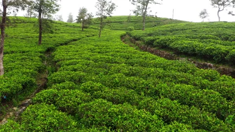 Flying  drone view over Ceylon green tea plantations 4K footage. Exotic countrie Stock-Footage 321852506