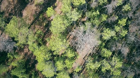Flying Drone. View From Top. Spring Nature Of Yakutia  Stock Footage 62822969