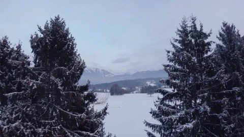 Flying a Drone in a Winter Landscape Between Two Pines Tree Stock Footage 86531948
