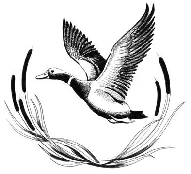 Flying duck Illustrazione stock