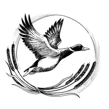 Flying duck Illustrazione stock