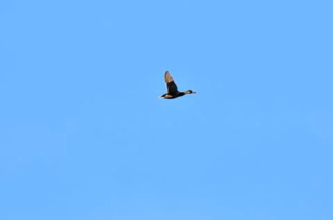 Flying duck Stock Photos