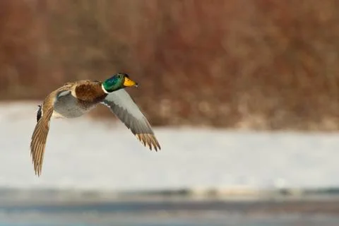 Flying Duck Stock Photos
