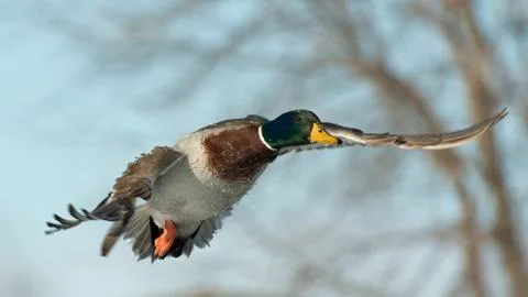 Flying Duck Stock Photos