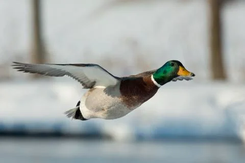 Flying Duck Stock Photos
