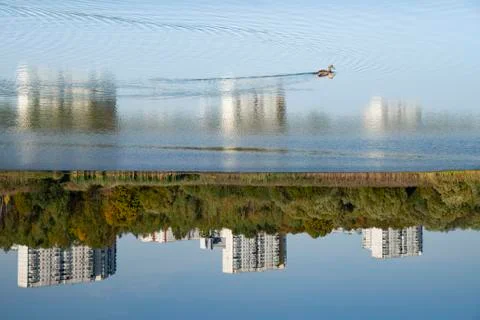 Flying duck Stock Photos