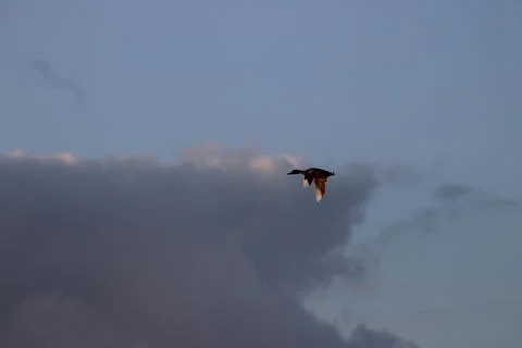 Flying duck Stock Photos