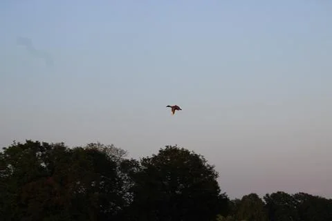 Flying duck Stock Photos