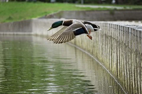Flying duck Stock Photos