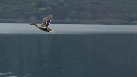 Flying Duck Slow-Motion Video stock 331571033