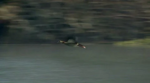 Flying Duck at sunrise Stock Footage 8652062