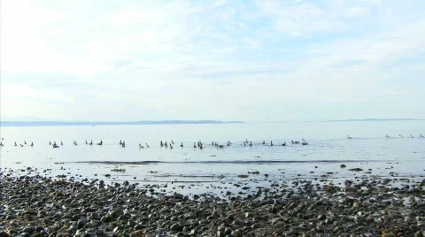 Flying Ducks and seagulls Stock Footage 843186