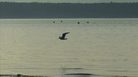 Flying Ducks Stock Footage 843199