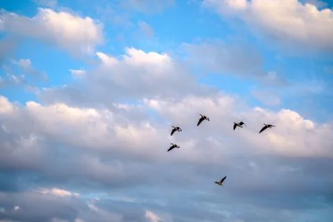 Flying Ducks Stock Photos