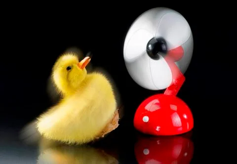 Flying Ducky. Stock Photos