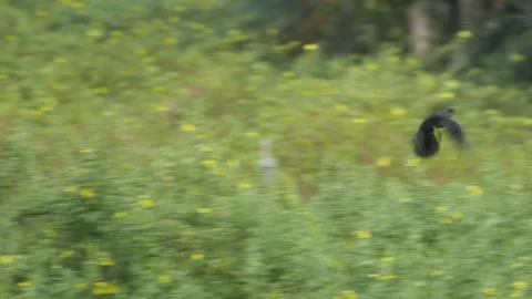 Flying Dusky Moorhen Stock Footage 195229513