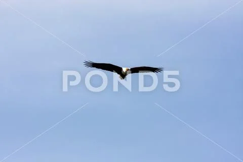 Flying eagle angler above the lake. Kenya, Africa Stock Photos