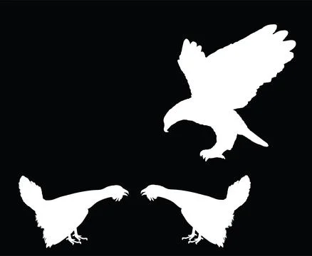 Flying eagle attack wood grouse male rivals during battle silhouette Illustrazione stock