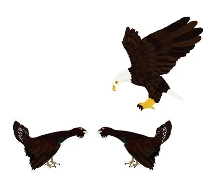 Flying eagle attack wood grouse male rivals during battle for mating Illustrazione stock
