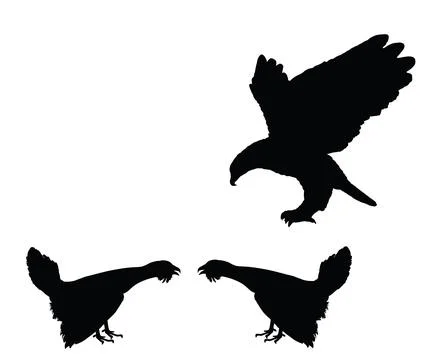 Flying eagle attack wood grouse male rivals during battle for mating Illustrazione stock