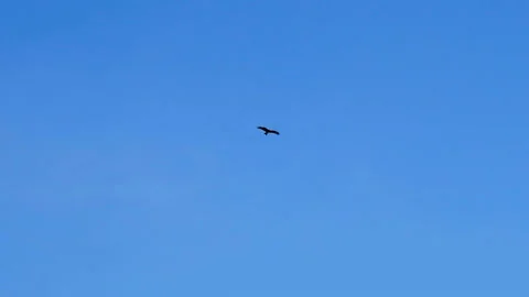 Flying eagle in clear sky Stock Footage 107581335